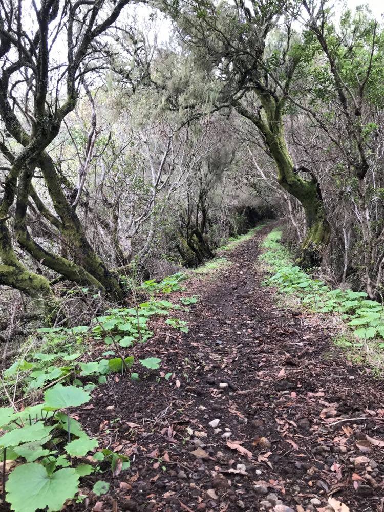 Lorbeerwald am Roque Niquiomo