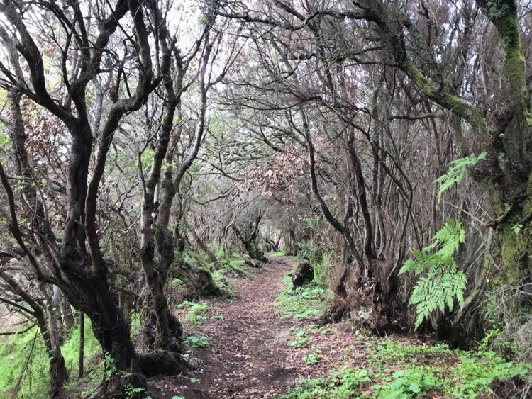 Lorbeerwald am Roque Niquiomo