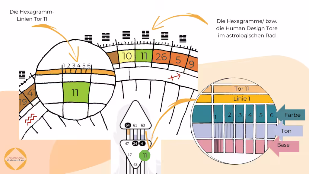 Die Farben, Töne und Basen im Human Design