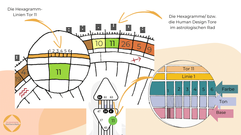 Die Farben, Töne und Basen im Human Design